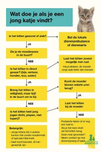 jonge kitten vinden