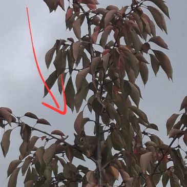 Eekhoorn zat vast in de boom, gelukkig is hij er gezond uitgekomen